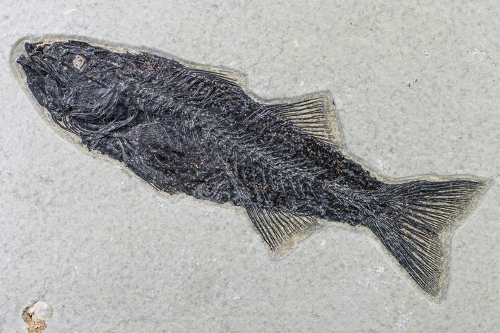 Uncommon Fish Fossil (Mioplosus) - Wyoming #163418